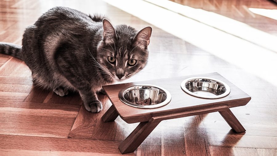 Μπολ φαγητού για γάτες με ξύλινη βάση